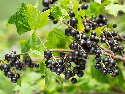 Blackcurrant